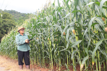 Senior Asian farmer standing in corn field holding digital tablet and stylus, concept of smart agriculture, agritech innovation, precision farming, and sustainable rural development.