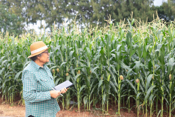 Senior Asian farmer holding digital tablet and stylus looking at corn field, concept of smart agriculture, modern farming management, agritech innovation, and sustainable rural development.
