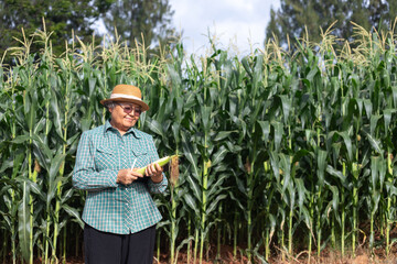 Senior Asian farmer holding fresh corn cob and digital tablet in smart agriculture field, concept of agritech innovation, sustainable farming, modern agriculture, and crop productivity