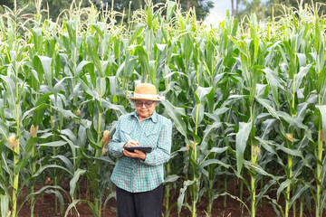 Senior Asian farmer standing in corn field using digital tablet, concept of smart agriculture, precision farming, modern agritech innovation, and sustainable rural development.