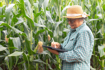 Senior Asian farmer using stylus to write on digital tablet in corn field, smart agriculture data recording, modern farming technology and precision agriculture concept.
