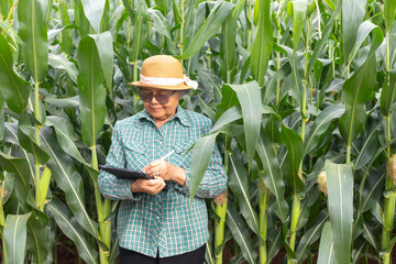 Senior Asian farmer using digital tablet and stylus in corn field, representing smart agriculture technology, precision farming, agritech innovation, and sustainable rural development.