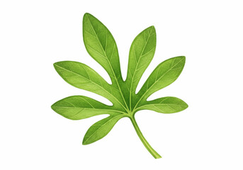 Green Passion Fruit Leaf Tropical Plant Foliage Isolated Watercolor PNG