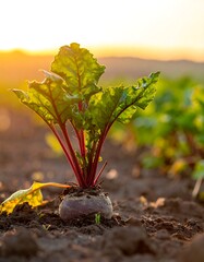 Close-up of a beet plant in a field at sunset, bathed in golden light