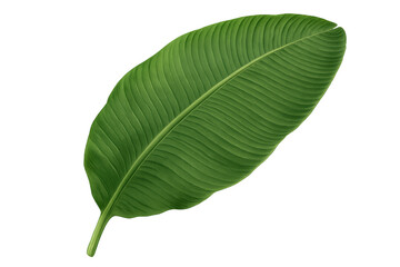 Obraz premium Large green banana leaf on transparent background, tropical plant foliage for nature and botanical design