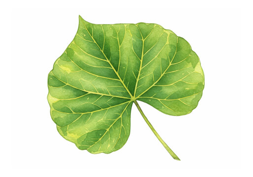 Heart-Shaped Green Tiliacora Triandra Leaf Watercolor