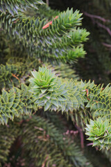 monkey puzzle tree, monkey tail tree, pewen, pehuen pine, or piñonero (Araucaria araucana)