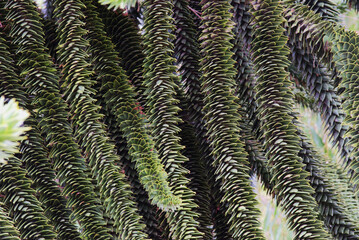 monkey puzzle tree, monkey tail tree, pewen, pehuen pine, or piñonero (Araucaria araucana)
