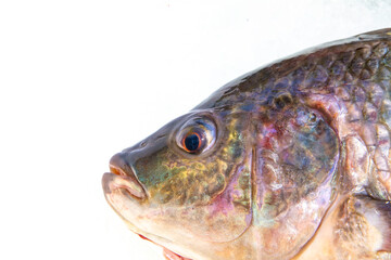 Close up de la cabeza de una tilapia fresca, sobre fondo blanco. Primer plano de la cabeza de una tilapia sobre fondo blanco, mostrando los detalles de las escamas y colores iridiscentes del pez. 