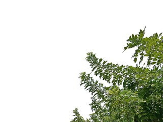 Green Canopy Reaching Skyward: A close-up view captures the lush greenery of a tree canopy, its leaves reaching towards the vastness of the sky, offering a serene glimpse of nature's beauty.