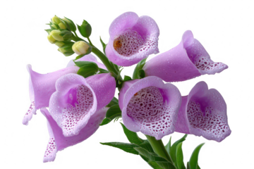 Close up of purple foxglove flowers with water droplets isolated on transparent background