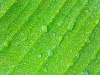 Dewy Banana Leaf: Capturing the intricate details of nature's design, a macro shot reveals a vibrant banana leaf glistening with droplets of fresh dew.