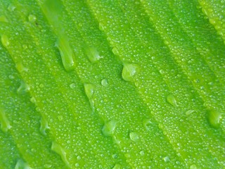 Raindrops on Green Leaf: A close-up view of a vibrant green leaf glistening with refreshing raindrops, showcasing the intricate textures and natural beauty of the plant world.