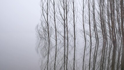 The fog envelops the waterside woods - Powered by Adobe