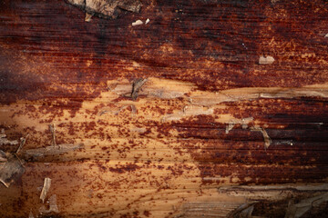 An abstract macro texture background of a peeling, dry banana tree bark with rich red and brown tones.