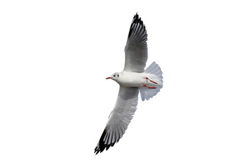 Beautiful seagull flying isolated on transparent background.	