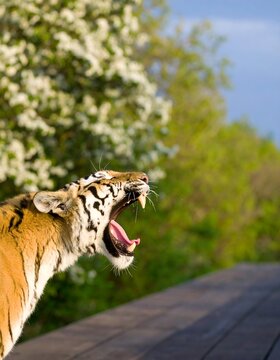 Profile of a roaring tiger, teeth bared outdoors