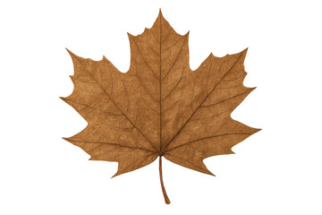 Dry maple leaf displaying autumn colors and detailed texture, isolated with transparent background