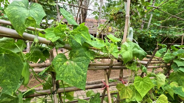 Winter Melon Growing on Bamboo Trellis in Thai Garden