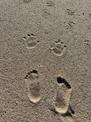 Foot prints and hand prints and seagull prints in the sands of Cape Cod, Massachusetts