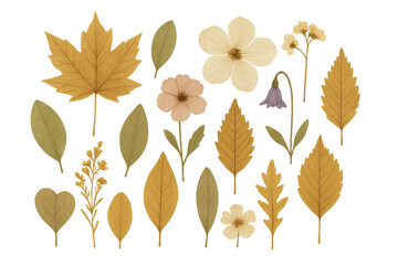 Fototapeta premium Dried pressed plant elements featuring autumn leaves and flowers for herbarium botanical collecting