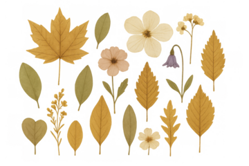Dried pressed plant elements featuring autumn leaves and flowers for herbarium botanical collecting