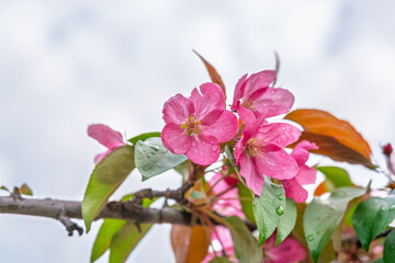 Fresh pink flowers of a blossoming apple tree with blured background