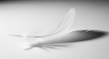 Soft white feather from a swan or bird in macro closeup, isolated on a smooth black background, showcasing its fluffy down and light plume