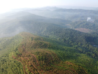 Replanting or rejuvenating rubber forests offers various benefits, including increased latex production and wood utilization. Replanting with superior seedlings will significantly increase latex