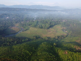Obraz premium Replanting or rejuvenating rubber forests offers various benefits, including increased latex production and wood utilization. Replanting with superior seedlings will significantly increase latex