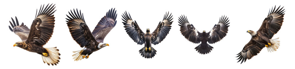 Majestic Eagles in Various Flying Positions Against White Background, Isolated on Transparent, white background