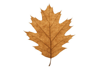 Fototapeta premium Dry oak leaf turning brown, symbolizing autumn season with changing nature foliage on transparent background