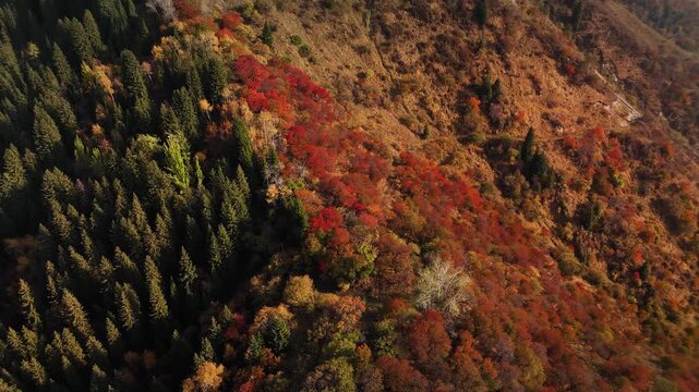 Aerial view panorama of yellow autumn forest in Almaty