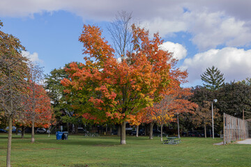 The colors of fall in Toronto nature