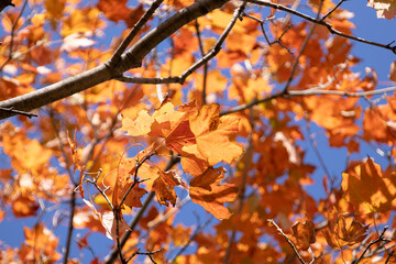 The colors of fall in Toronto nature