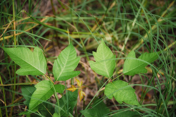Toxic Poison Ivy plant (Toxicodendron radicans) with pointed leaflets in groups of three. 