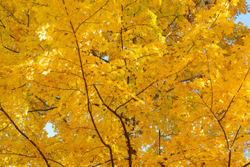 Autumn beauty of nature. Fall season. Nature in forest. Fall leaves in park. Autumn forest. Nature in fall season. Autumnal season in park. Seasonal leaves and tree. Natural autumn. Autumn breeze