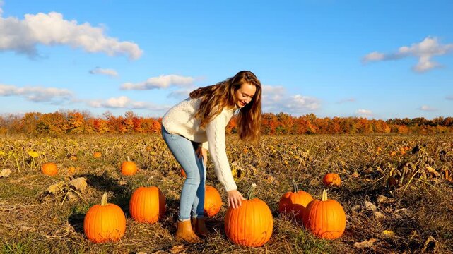 Young Woman Picking Pumpkins - A young woman in a white sweater and jeans is bending over to touch a pumpkin in a pumpkin patch on a sunny day.