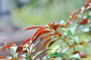 Picara,Excoecaria cochinchinensis Lour or EUPHORBIACEAE or bicolor plant