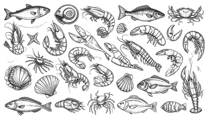 Seafood illustrations