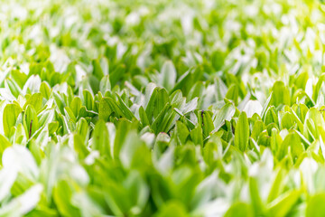 Green leaves with water drops after rain