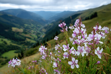 Obraz premium Wildflowers blooming in a green mountain valley