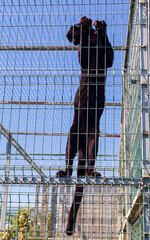 Black puma in a metal cage at the zoo