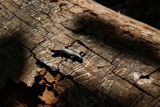 Skink on a log in Virginia