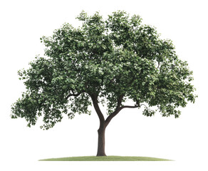 Lush Green Tree Isolated on White Background with Detailed Foliage, Isolated on Transparent Background