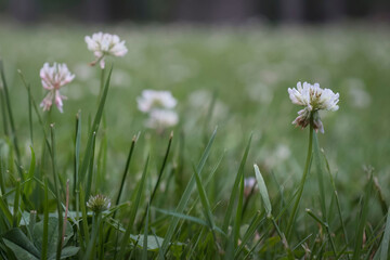 White clover in Great Falls Park