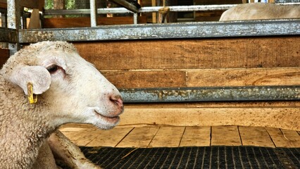 Side view of sheep head with wooden a pen background. Close up  view of an ewe head .