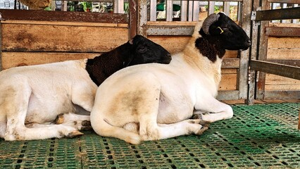 Two sheep inside a wooden pen. A side view of two sheep  resting on a pen.