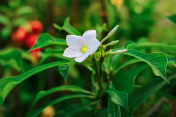 Plumeria flowers in the garden with a natural background