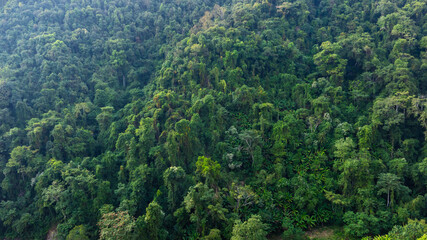 aerial view of dark green forest Abundant natural ecosystems of rainforest. Concept of nature forest preservation and reforestation.	